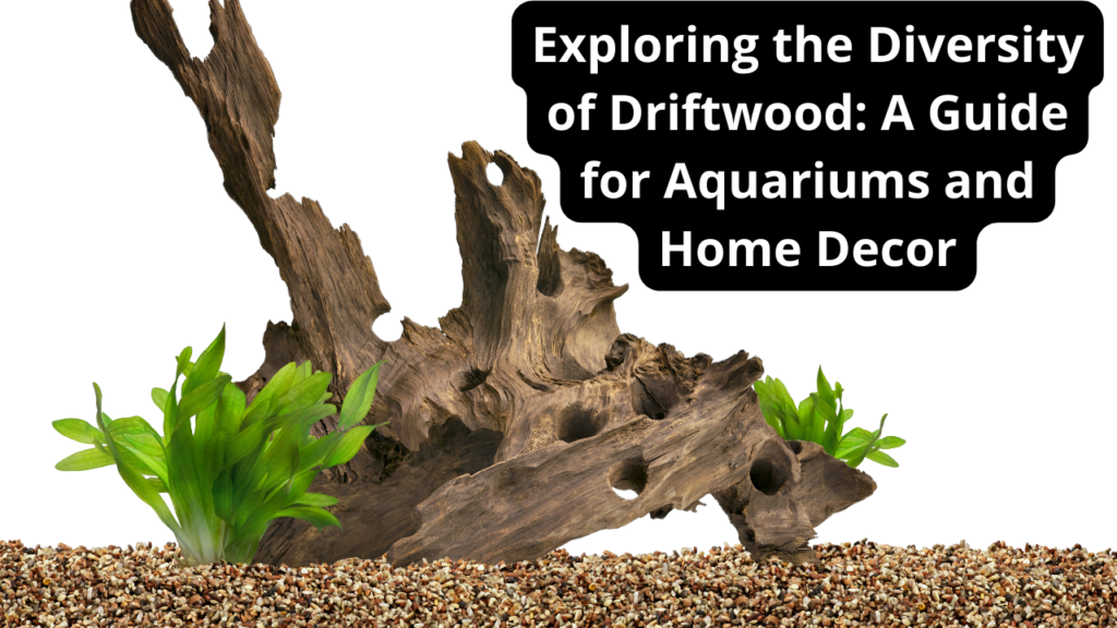 Exploring the Diversity of Driftwood: A Guide for Aquariums and Home Decor